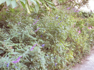20111121_02.jpg